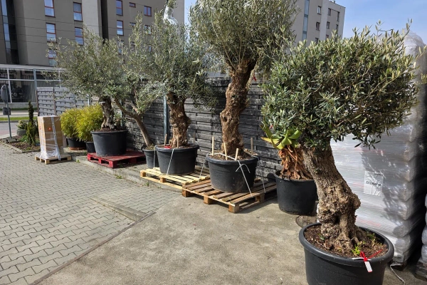 Oliwka europejska Olea europaea 165 cm