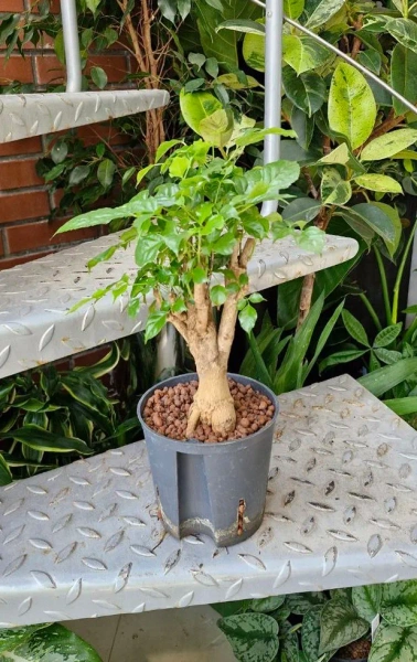 Radermachera w hydroponice 40 cm MK13/12