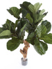 Sztuczny Fikus Lyrata dębolistny 110 cm pień drewniany