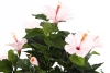 Sztuczny Hibiskus 100 cm różowe kwiaty deluxe