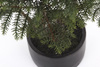 Sztuczny bonsai jodła 73 cm