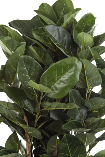 Sztuczny Fikus Audrey na drewnianych pniach 155 cm deluxe