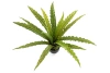 Sztuczne asplenium paproć 46 cm w doniczce