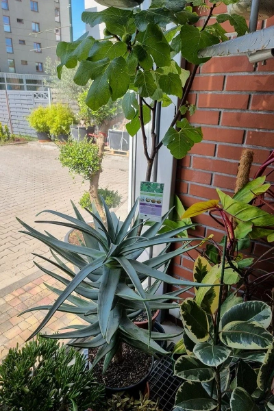 Aloe dichotoma Stem aloes 110 cm