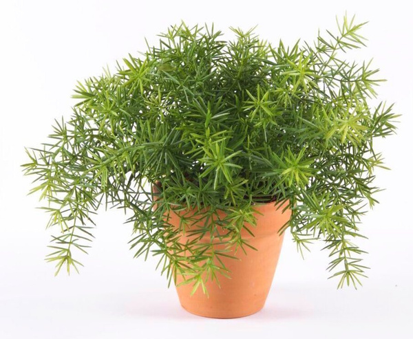 Sztuczny Asparagus busz 22 cm zielony