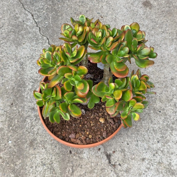 Crassula ovata sunset 30 cm krasula