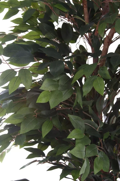 Sztuczny wysoki Fikus Benjamina 210-220 cm naturalny drewniany pień