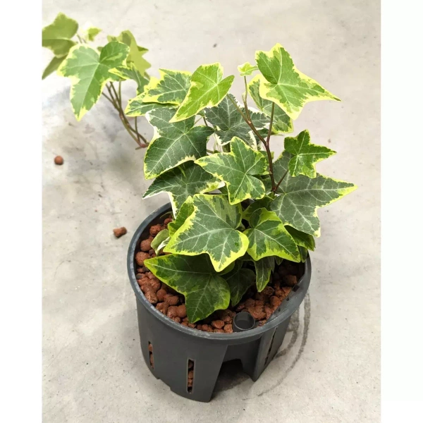 Hedera Bluszcz Goldchild 22 cm MK11/9
