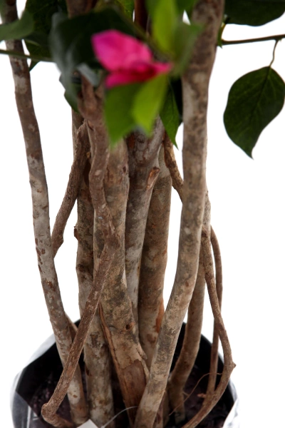 Sztuczna Bugenwilla z różowymi kwiatami 150 cm drewniany pień