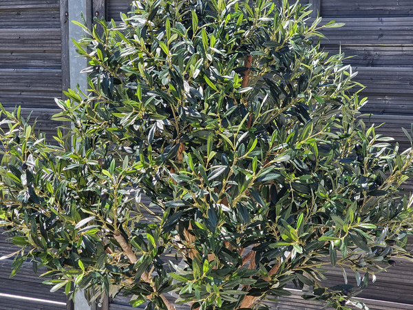 Duża sztuczna Oliwka 180 cm z owocami