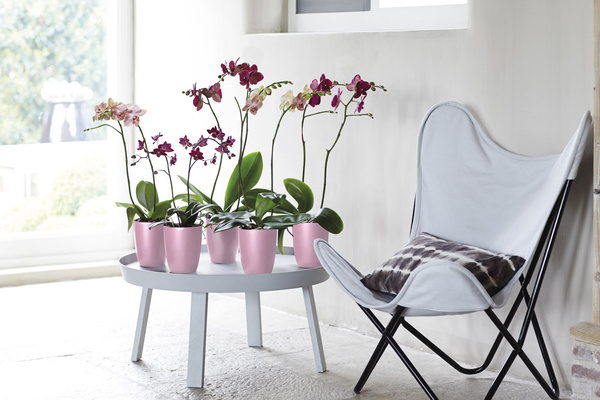 BRUSSELS ORCHID HIGH 12,5 doniczka na storczyki wiśnia / cherry red