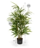 Sztuczny Bambus Royal 70 cm