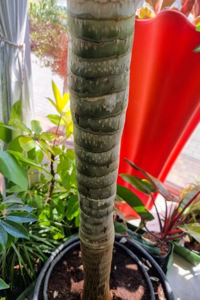 Aloe bainesii aloes 260 cm