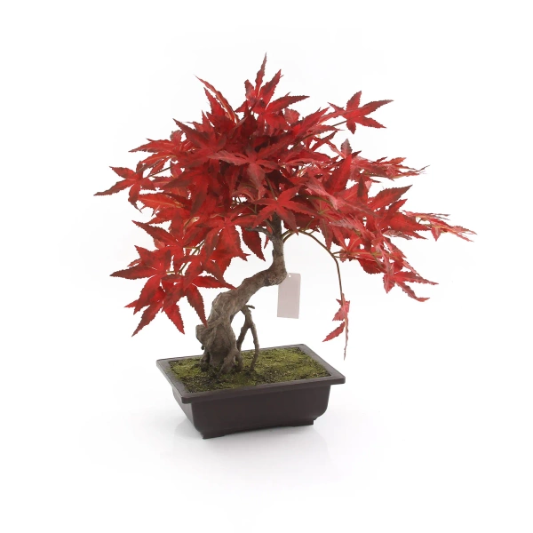 Sztuczny Bonsai Klon japoński 50 cm burgundy w doniczce