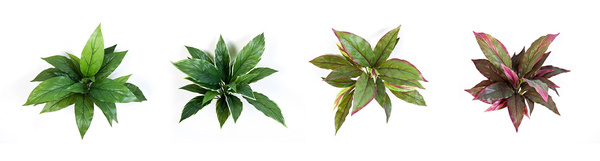 Sztuczna Kordylina zielono-czerwona 30 cm