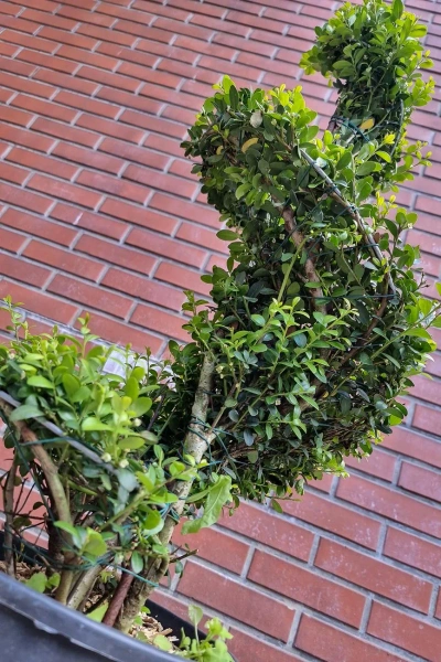 Ostrokrzew karbowanolistny Ilex Crenata spiralny 120 cm