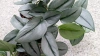 Philodendron metal green MK13/12 filodendron w hydroponice