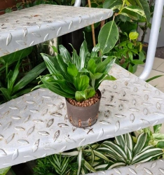 Dracena compacta w hydroponice 20 cm MK9/7