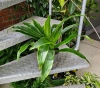 Dracena arturo MK13/12 w hydroponice