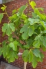 Ficus carica figa drzewko 210 cm