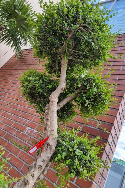 Drzewko oliwne sylvestris bonsai 190 cm