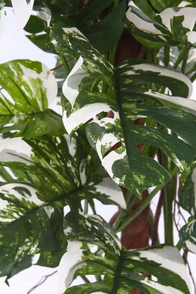 Sztuczny Filodendron na pniu 160 cm biało-zielony