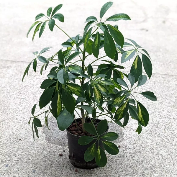 Schefflera Aboricola Nora 45 cm MK13/12