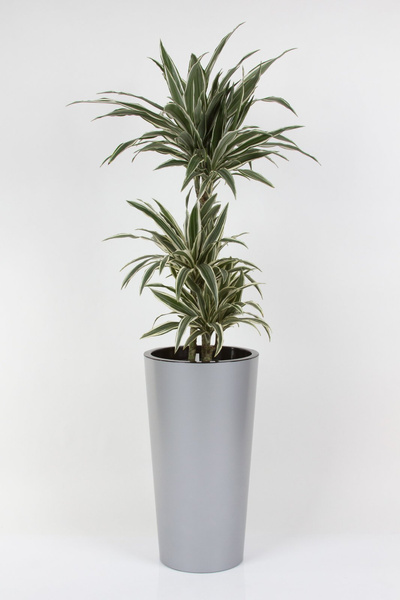 TUIT 33/61 satynowa srebrna doniczka wysoka z czarnym wkładem