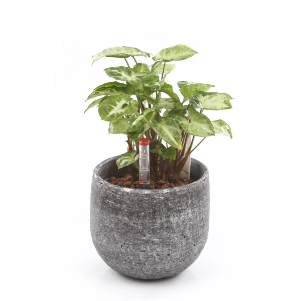 Marcus 18/16 ceramiczna osłonka antracytowa metalic