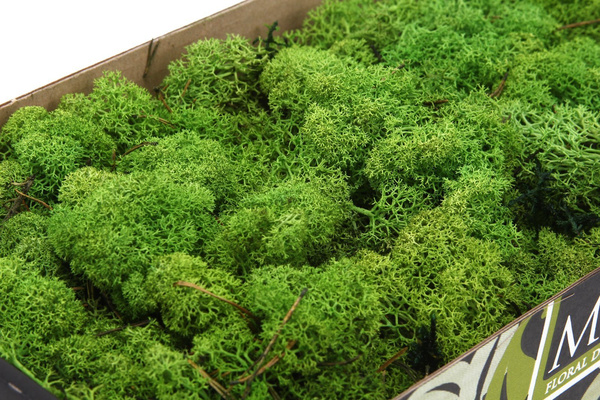 Sztuczny Mech Reniferowy chrobotek 500g zielony