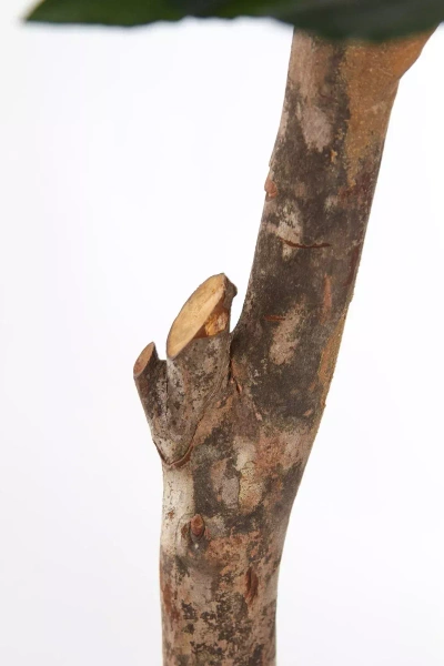 Sztuczne drzewko Laurowe De Luxe 170 cm 1406 liści