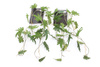 Sztuczny Filodendron xanadu wiszący pnącze 115 cm