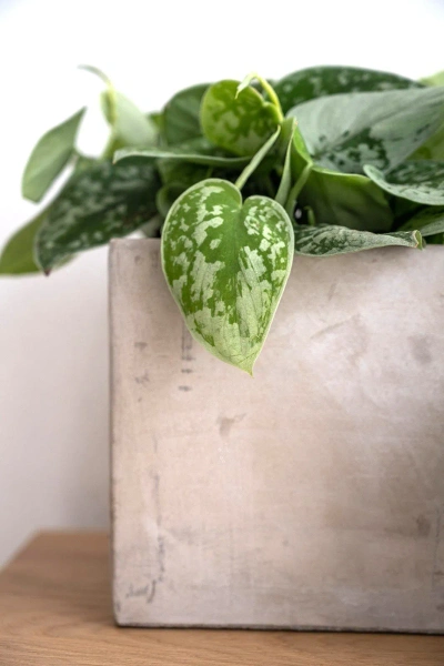 Grace XXXS 8x8/8 osłonka cementowa szara na kaktusy