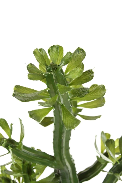 Sztuczny Kaktus Euphorbia Royleana 118 cm