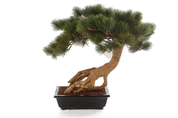 Sztuczny Bonsai Pinia Sosna Parviflora 55 cm w czarnej ceramicznej doniczce