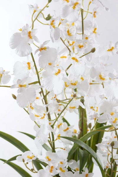 Sztuczne oncydium Motylnik 98 cm białe w doniczce