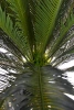 Sztuczny Cycas 150 cm