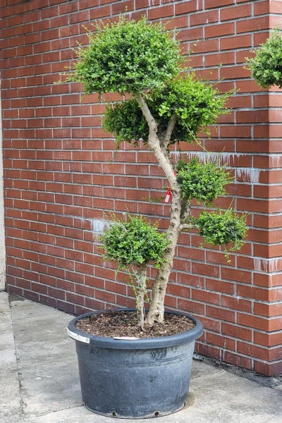 Drzewko oliwne sylvestris bonsai 190 cm