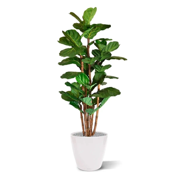 Sztuczny Fikus Lyrata 165 cm duże liście deluxe