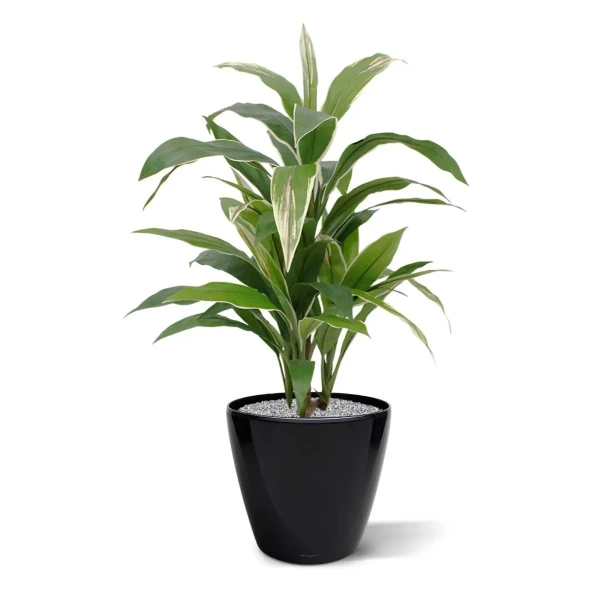 Sztuczna Dracena variegata 80 cm