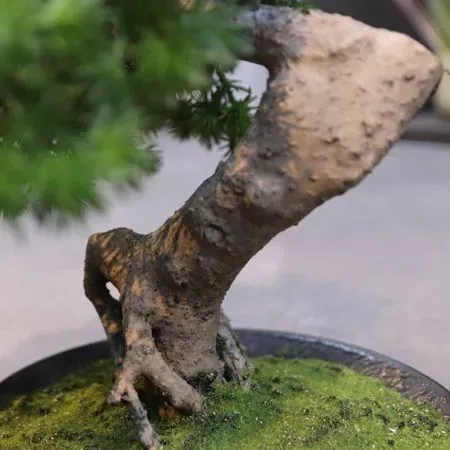 Sztuczny Bonsai Pinia Sosna 40 cm w ozdobnej doniczce