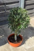 Drzewko oliwne 90 cm w płaskiej doniczce