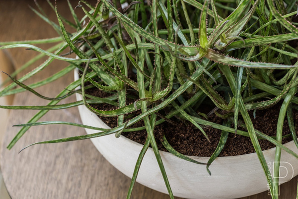 Morgana XXS 30/13 doniczka misa biały naturalny beżowy