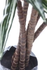Sztuczna Dracena 150-160 cm 150 liści naturalny pień