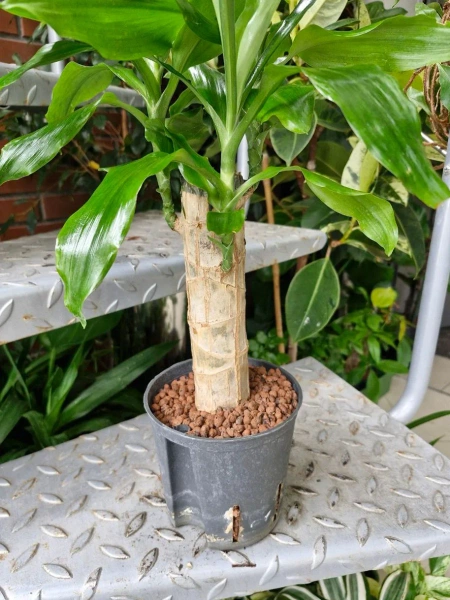 Dracena Fragrans w hydroponice MK13/12 55 cm