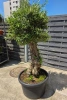 Olea europaea drzewko oliwne 180 cm 
