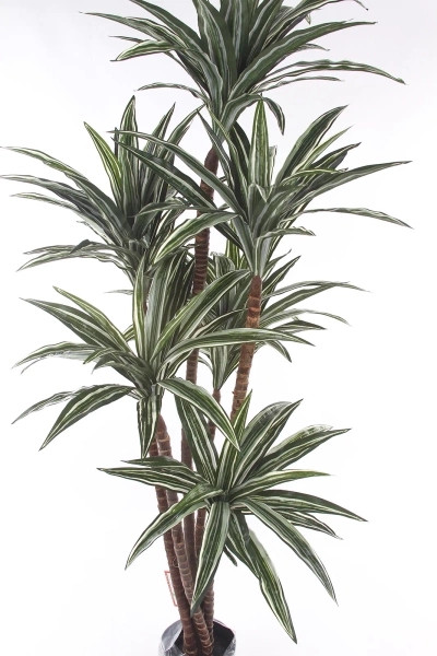Sztuczna Dracena 150-160 cm 150 liści naturalny pień