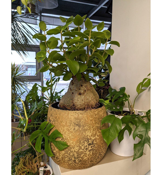 Zestaw do hydroponiki 13/12 Clemente osłonka ceramiczna złota