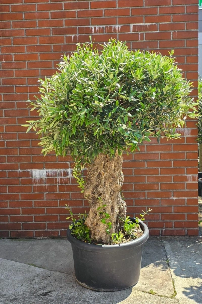 Olea europaea drzewko oliwne 180 cm