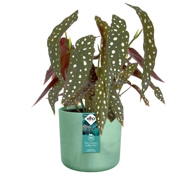 Zestaw do hydroponiki 22/19 osłona Ocean zielony pacyficzny